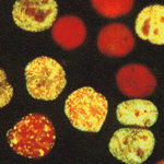 cell proliferation