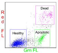 Annexin Cells