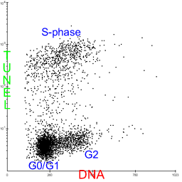 Apo-BrdU positive cntrl cells